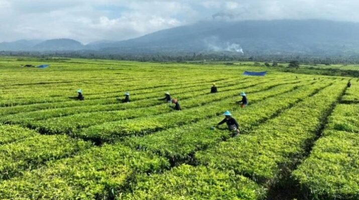 Agrinas Palma Gandeng Ombudsman Perkuat Tata Kelola dan Cegah Maladministrasi Perkebunan